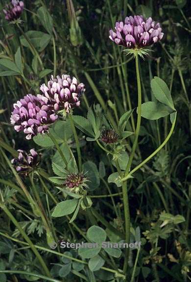 trifolium variegatum var major 3 graphic